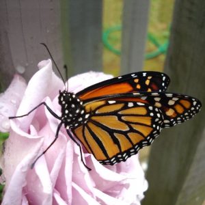 A monarch butterfly resting on a rose, to mark our "Beneficial Critters" category.