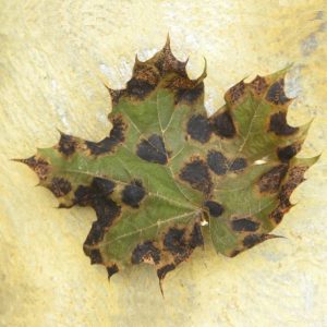 A maple leaf infected by Tar Spot and Anthracnose, for marking the "Plant Diseases" category of our Fact Sheets