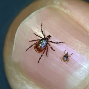 Photo of deer ticks (an adult female and a female nymph) on a person's thumbnail, for marking our "Ticks" category