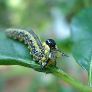 Photo of an Introduced Pine Sawfly to mark our "Curiosities" section of critters.