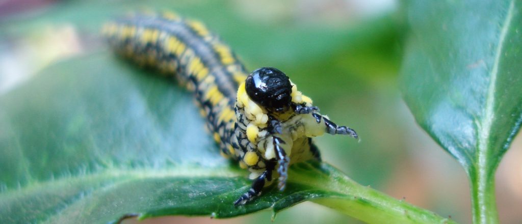 Photo of a sawfly larva called "Introduced Pine Sawfly" -- Staff Photo by C. Armstrong.