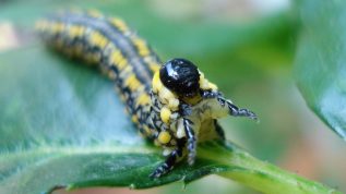 Photo of a sawfly larva named "Introduced Pine Sawfly"