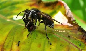 A bald-faced hornet holding the remnants of an insect which was probably preyed upon by the hornet