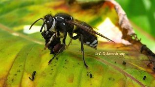 A bald-faced hornet holding the remnants of an insect which was probably preyed upon by the hornet