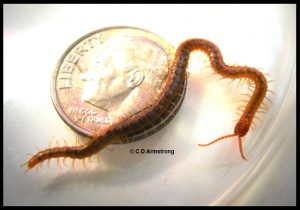 photo of a diamondback soil centipede and a U.S. dime for size comparison