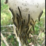 Closer view of the bottom of the Eastern Tent Caterpillar nest shown in the adjacent photo, and the nest is covered with caterpillars