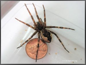 Photo of a Fishing Spider; Maine's largest spider
