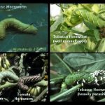 A collage of four Hornworm photos showing a Laurel Sphynx hornworm, three tobacco hornworms, and one tomato hornworm.
