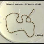 Photo that shows a Horsehair worm inside a 3.5" diameter petri dish