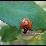 Photo of a Multicolored Asian Lady Beetle on a rose leaf