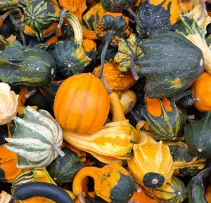 Photo of a pile of various pumpkins and other cucurbits for marking our "Cucurbits" category in our Vegetable Garden section.