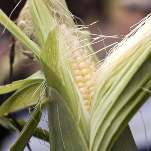 Photo of an ear of sweet corn, for marking our "Sweet Corn" category of our Vegetable Garden section.