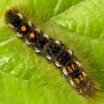 a Brown-tail Moth caterpillar