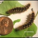 Browntail Moth (pair of caterpillars feeding on apple leaves)