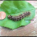 A mature Lymantria dispar caterpillar - July 23rd 2016