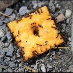 Pavement Ants feeding on a Cheez-It brand cracker - May 25th, 2019 in Boothbay, Maine