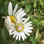 a Crab Spider (Misumena vatia) perched on a daisy flower head; photo courtesy of M. Pelletier