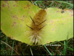 Photo of an American Dagger caterpillar