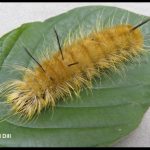 American Dagger caterpillar