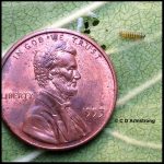 Small monarch caterpillar (1st-instar stage)