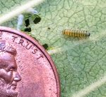 Small monarch caterpillar (1st-instar stage)