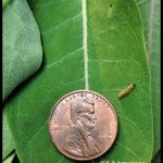 Small monarch caterpillar (2nd instar stage)