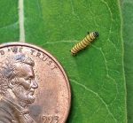 Small monarch caterpillar (2nd instar stage)