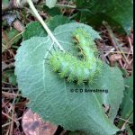 Io Caterpillar on an apple leaf