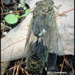 Pair of Annual Cicadas mating (photographed August 9th, 2019)