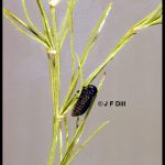 Asparagus Beetle Larva