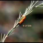 Asparagus Beetle Larva