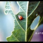 Red Bean Leaf Beetle (red morph)