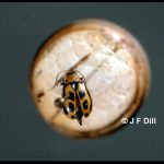Bean Leaf Beetle (pinned specimen)