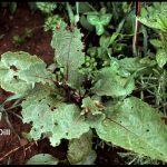 Eggplant leaves damaged by Colorado Potato Beetle