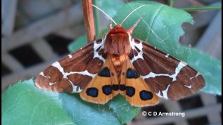 Photo of a Garden Tiger Moth (also called a Great Tiger Moth)