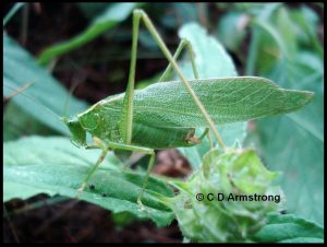Photo of a katydid in Maine - August 6th 2010