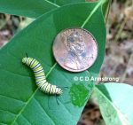 a Monarch Caterpillar - 4th instar or early 5th instar stage.