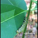 A mature Monarch Caterpillar - Turner, ME (8/9/2019)