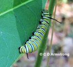 A mature Monarch Caterpillar - Turner, ME (8/9/2019)