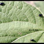 Red-headed Flea Beetles on a bean leaf