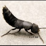 A type of beetle called a Rove Beetle