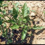 Tomato plant with damage from Colorado Potato Beetles