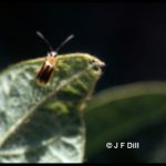 a Western Corn Rootworm Beetle