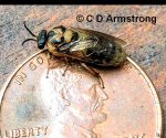 Introduced Pine Sawfly adult - Diprion similis - beside a US penny (April 15th, 2020)