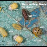 Mexican Bean Beetle life stages (photo showing eggs, larvae, pupae and adult)