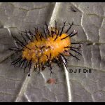 A Squash Beetle larva