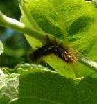 Browntail Moth caterpillar infected with E. aulicae at Lake St. George Park in Liberty ME.