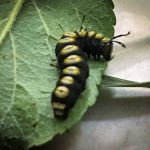 A rare caterpillar called a Paddle Caterpillar or Funerary Dagger Moth caterpillar; found in Hartland, ME; late July, 2020