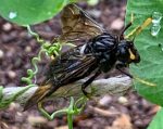 Elm Sawfly adult, resting on a pea plant