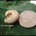 Elm Sawfly larva next to a US nickel